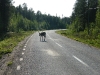 14. Dikke stront (3)